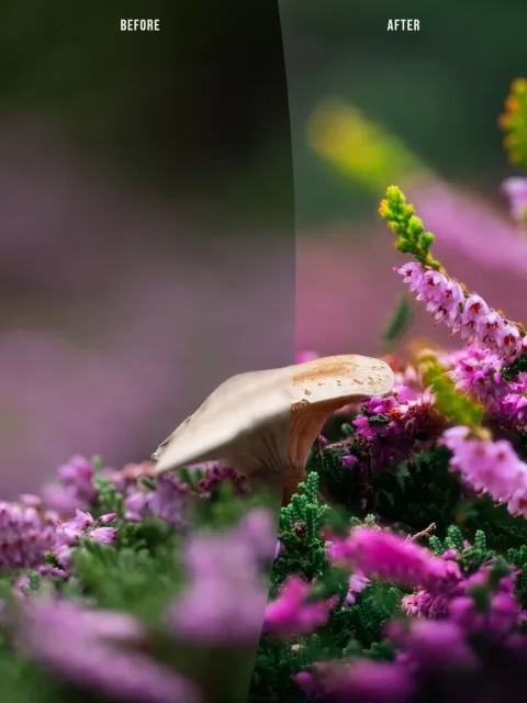 Before and after collage of a mushroom in pink heather, with the labels at the top