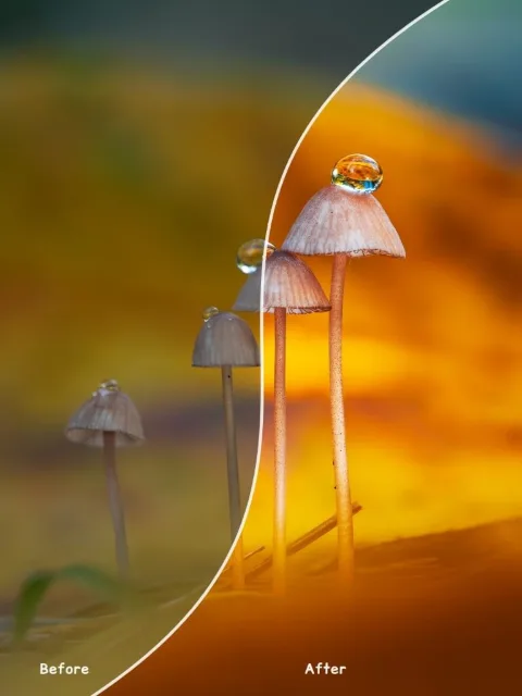 Before and after collage of tiny mushrooms with water drops, split by a curved line