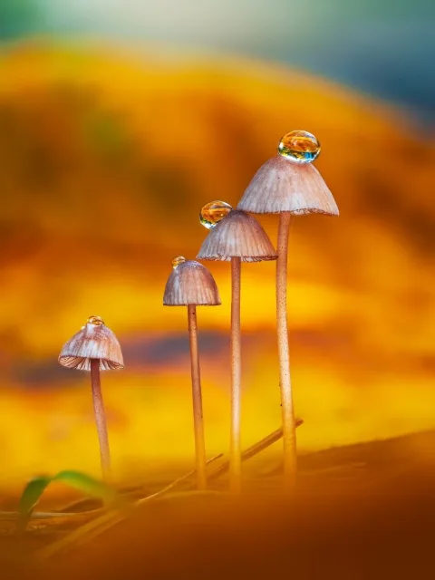 The after photo: a focus stack of the same mushrooms, cropped and edited