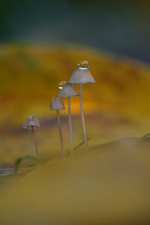 The before photo: one shot of tiny mushrooms, uncropped