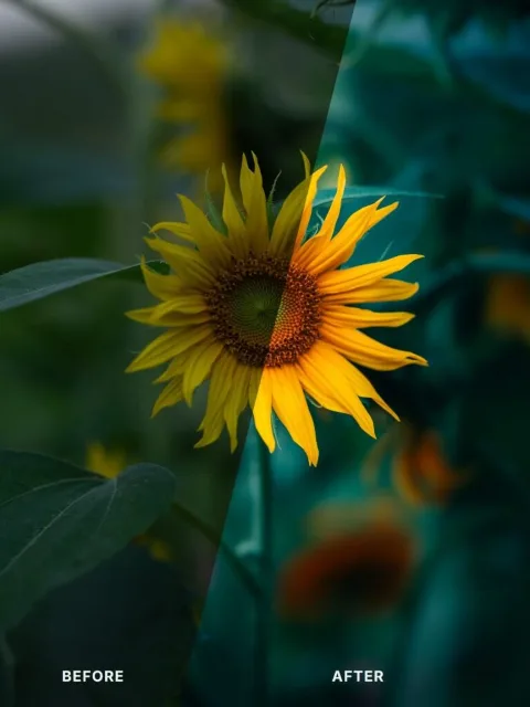 Before and after collage of a sunflower, split by an angled line