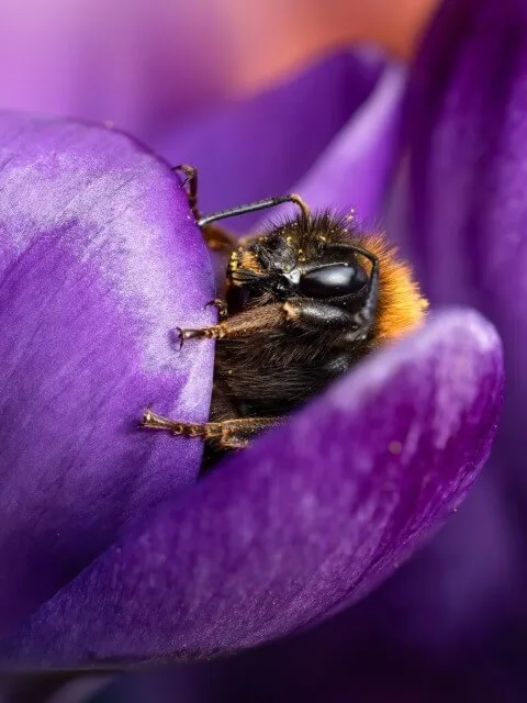 The whole photo: a bumblebee in a purple crocus