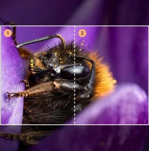 Picking the area in the tool: two slides marked over the bee's head