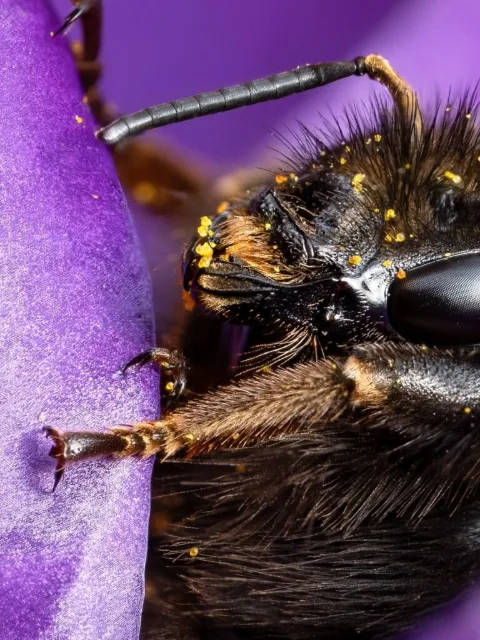 Slide 1: a bumblebee's face and legs on a purple crocus petal