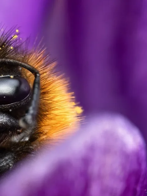 Slide 2: the same bumblebee's eye and orange fur