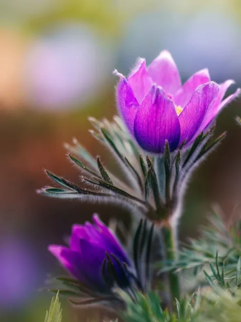 Slide 1: a purple pasqueflower in soft light
