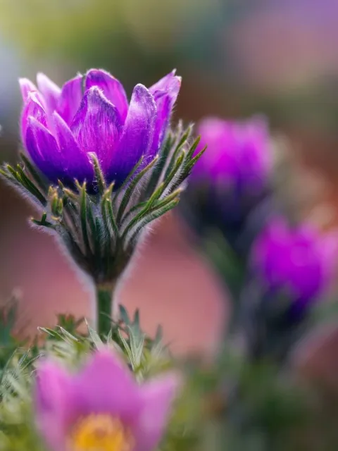 Slide 2: the scene continues with more pasqueflowers